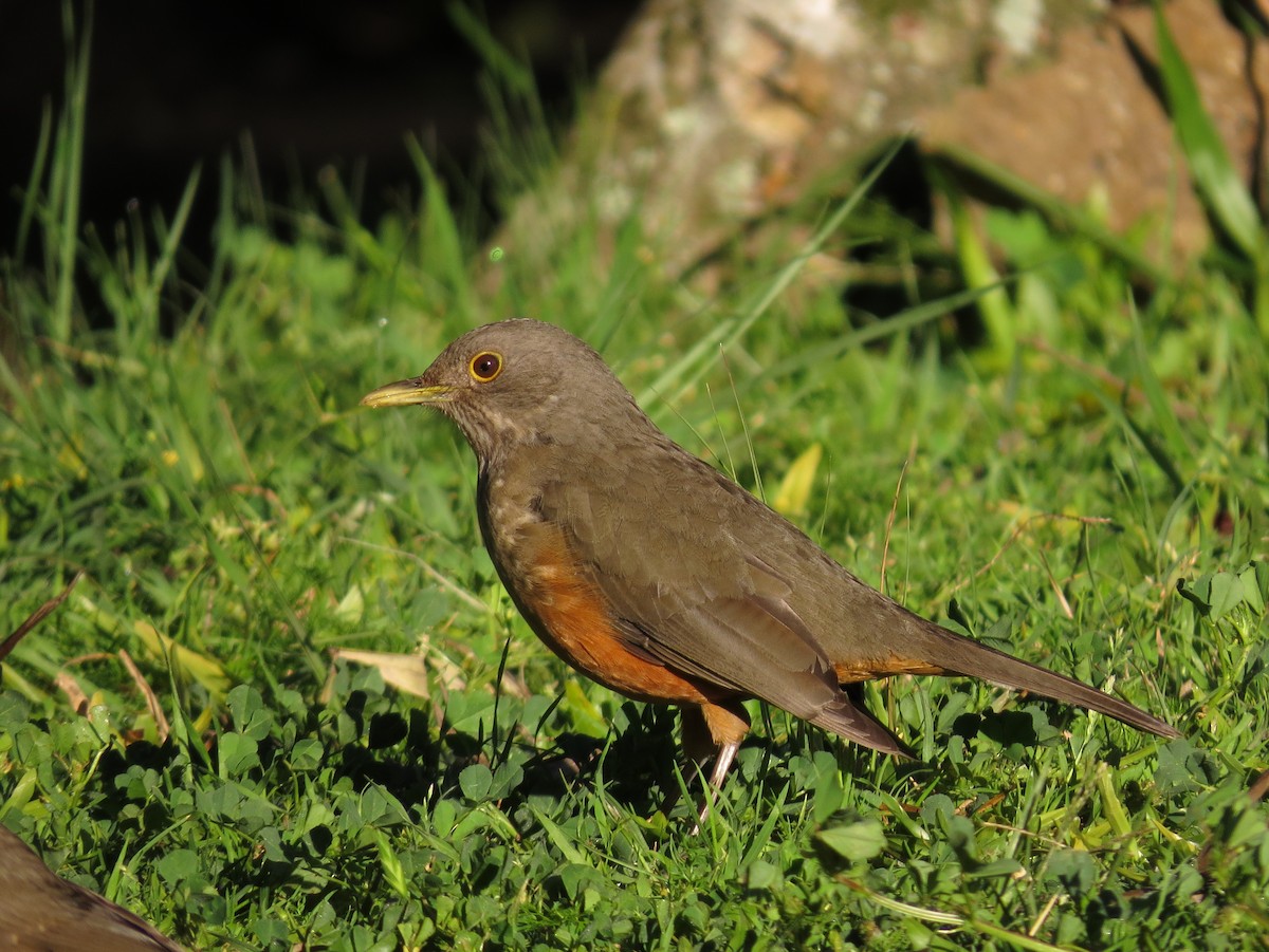 Rufous-bellied Thrush - Alvaro Perez Tort