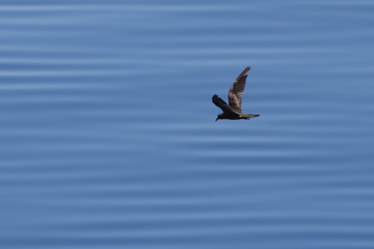 Black Storm-Petrel - Odysseas Froilán Papageorgiou