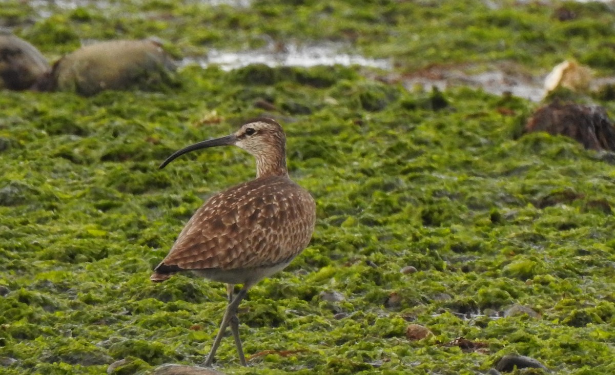 Whimbrel - Cathy Carlson