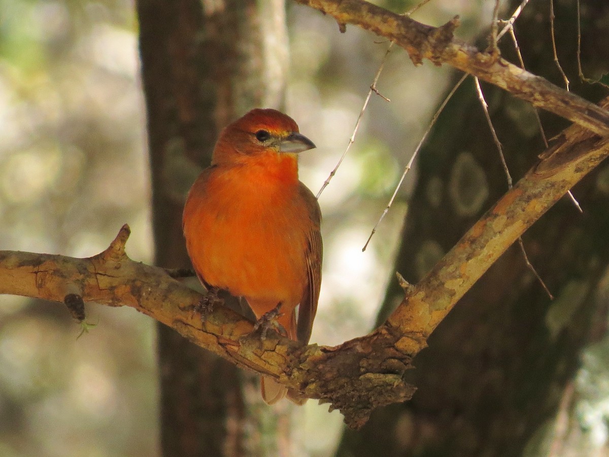 Hepatic Tanager - ML618305648