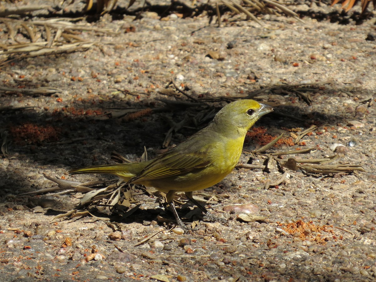 Hepatic Tanager - ML618305649