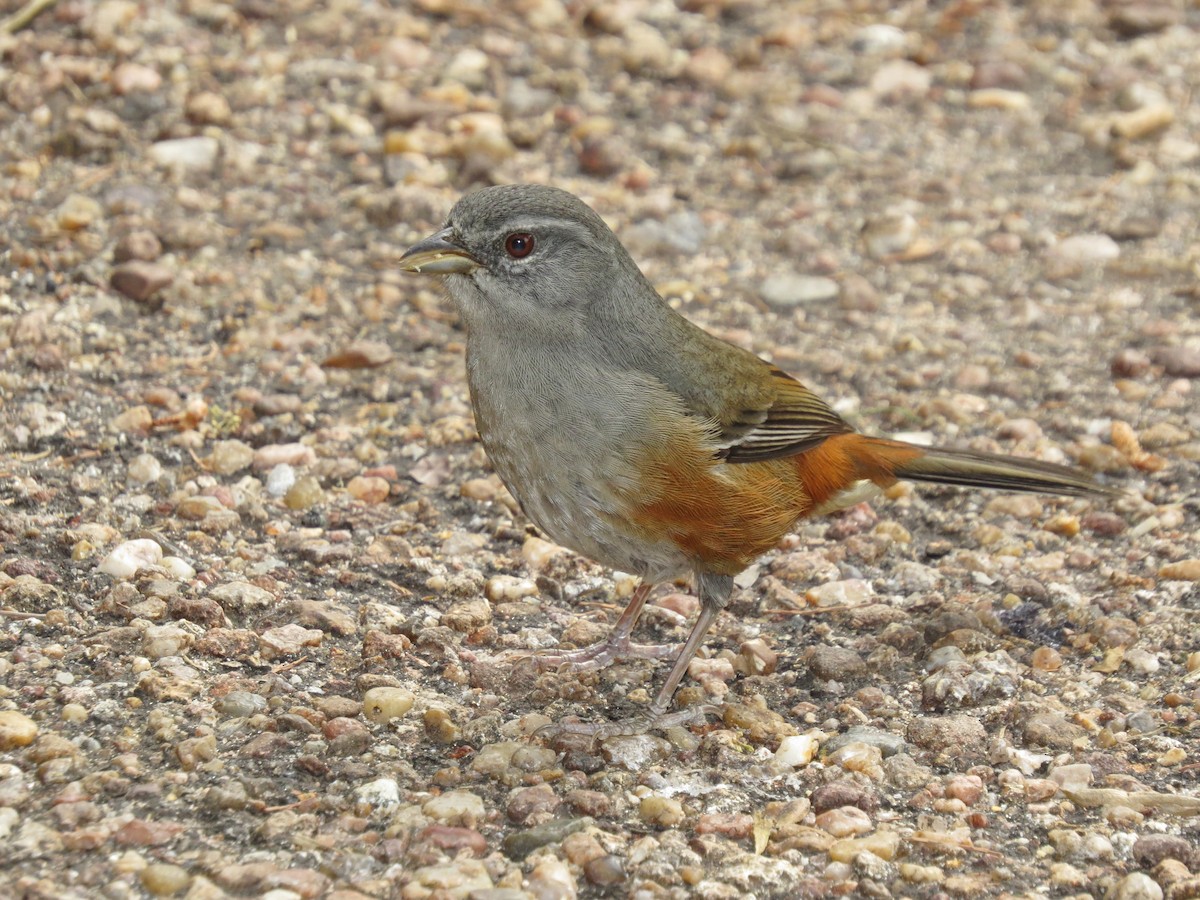 Gray-throated Warbling Finch - ML618305655