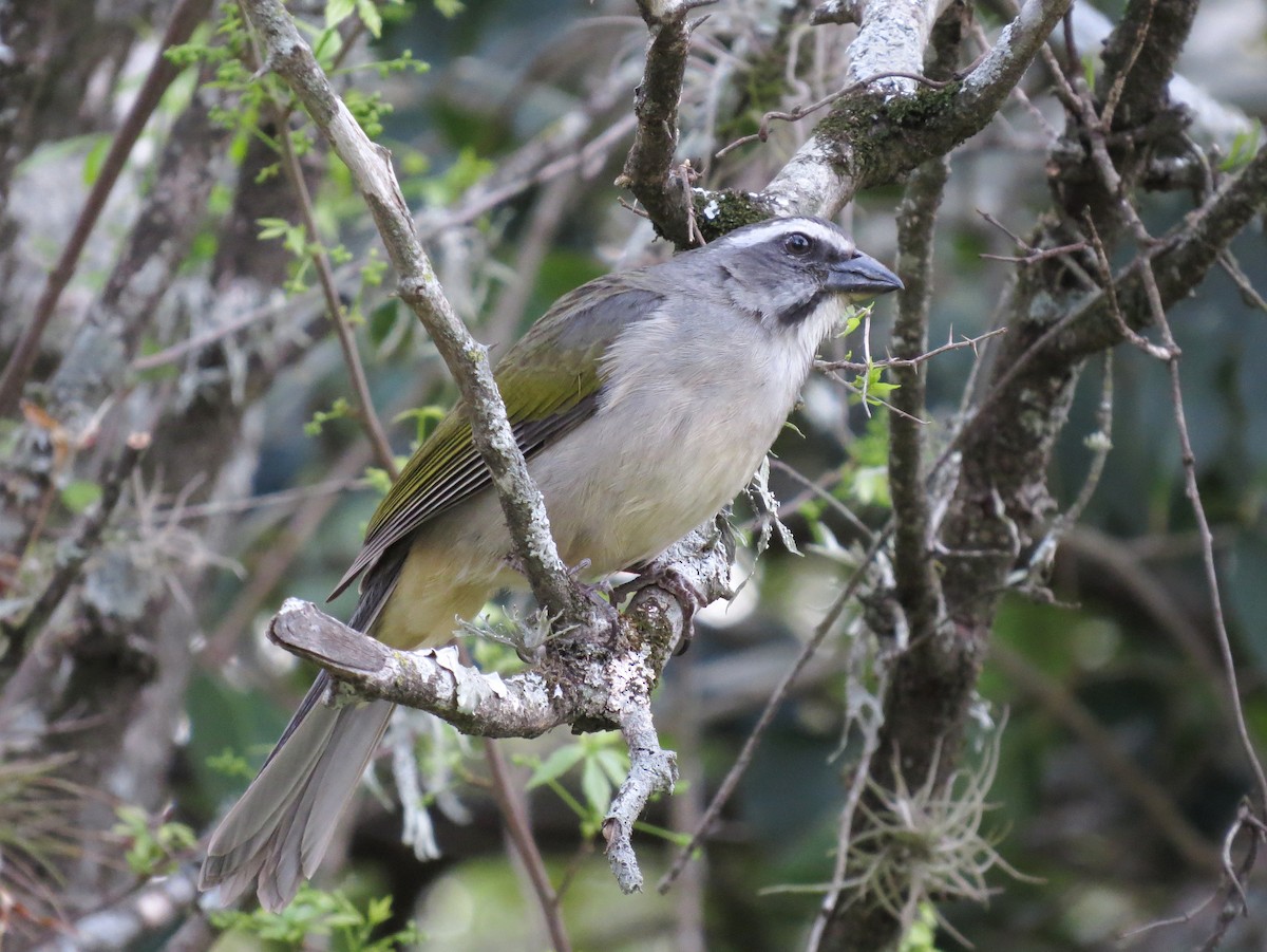 Green-winged Saltator - ML618305660