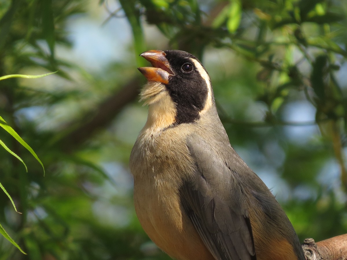 Golden-billed Saltator - ML618305667