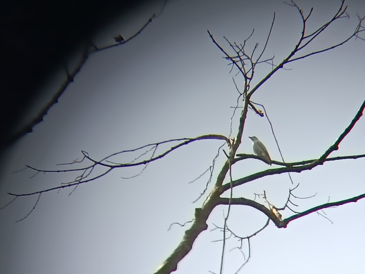 Snowy Cotinga - Enrique Salicetti