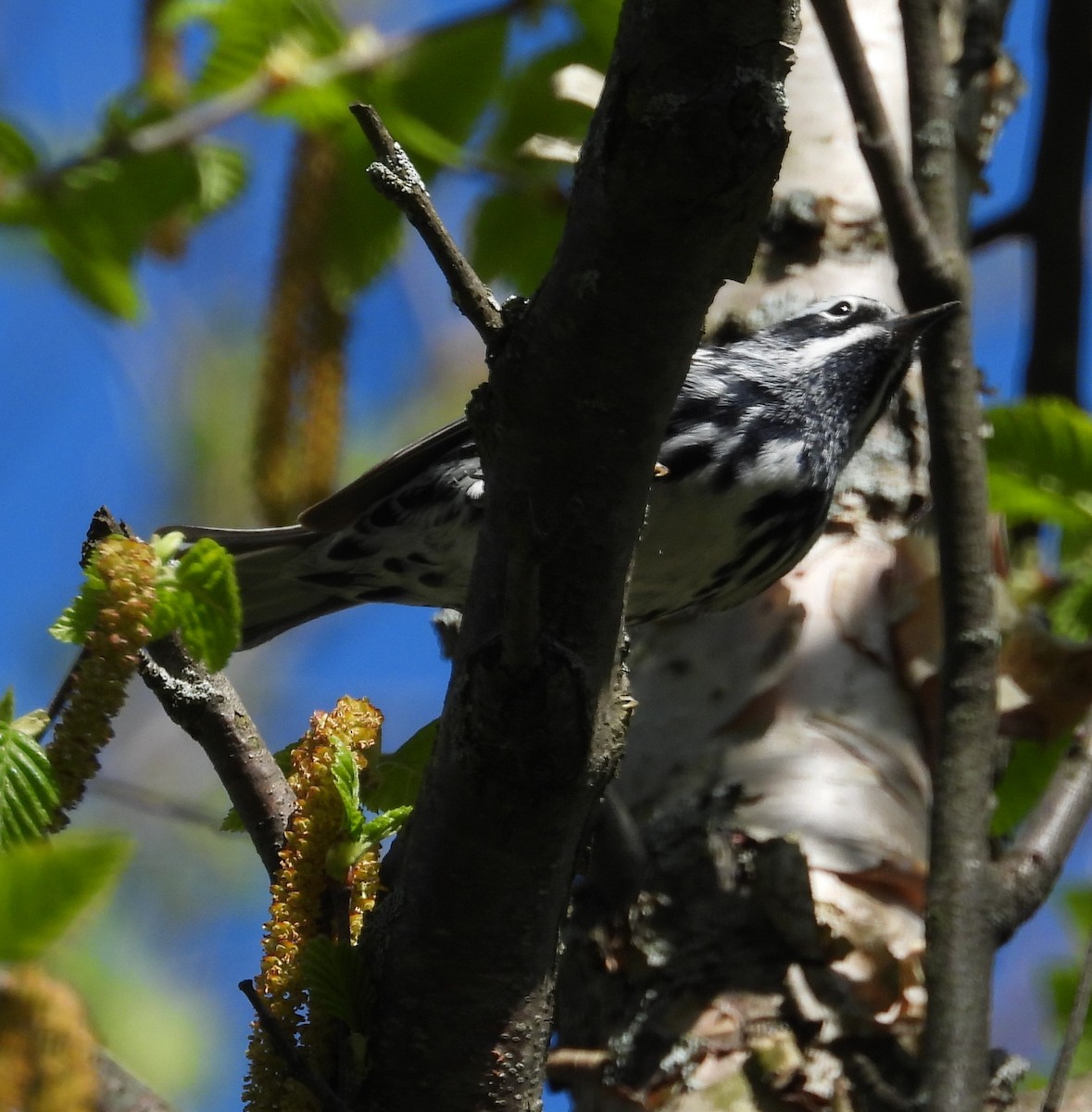 Black-and-white Warbler - Janet Pellegrini