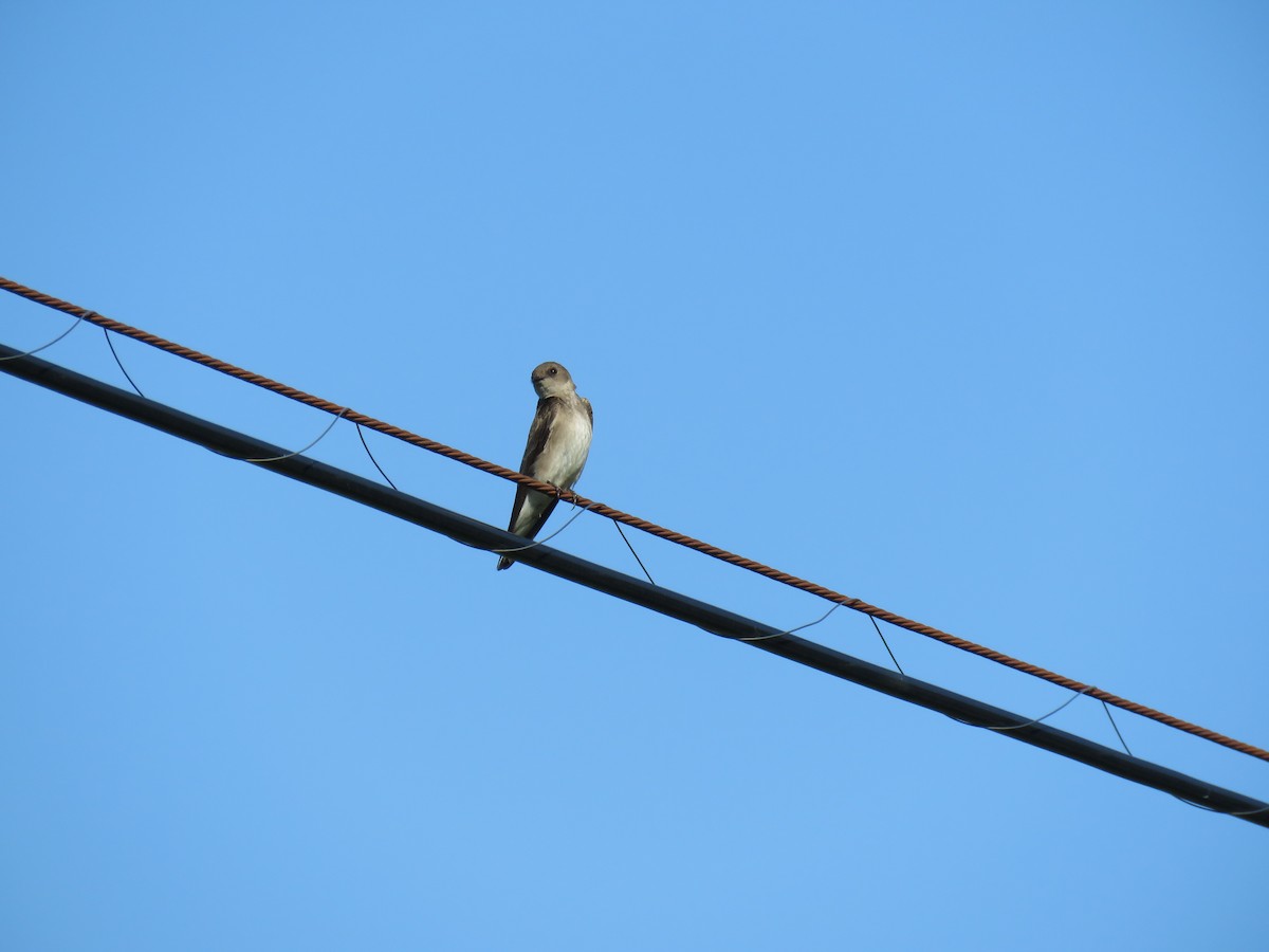 Northern Rough-winged Swallow (Northern) - Nick Spigler