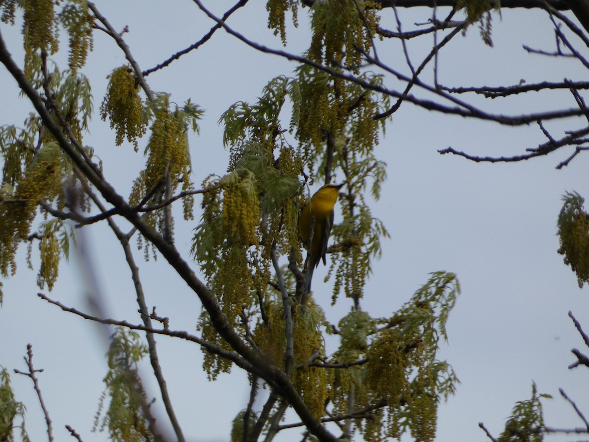 Blue-winged Warbler - Derek Sallmann