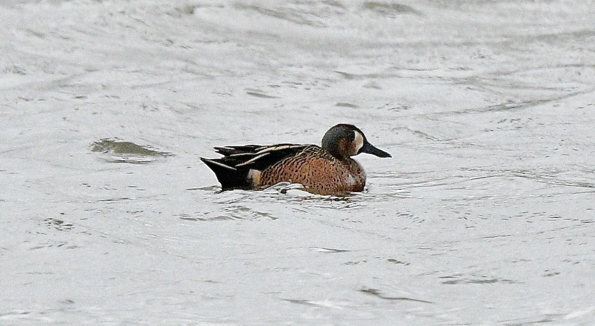 Blue-winged/Cinnamon Teal - ML618305740