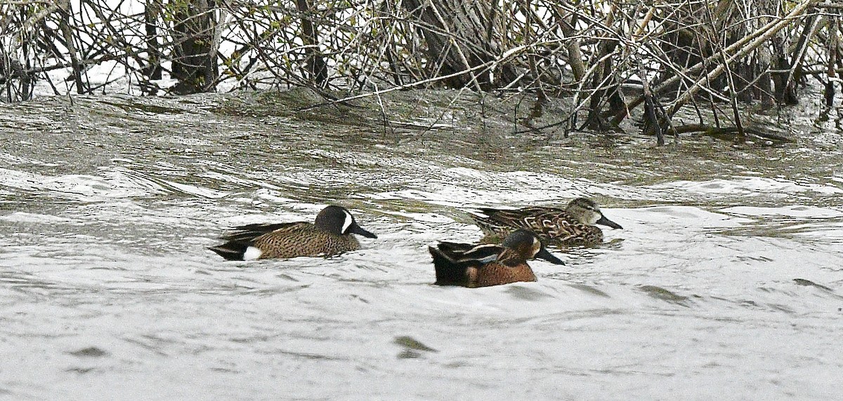 Blue-winged/Cinnamon Teal - ML618305741