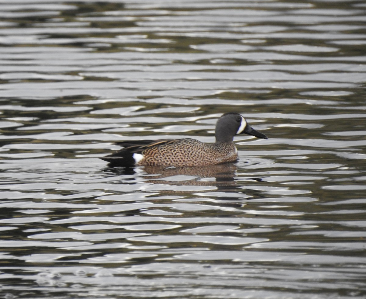 Blue-winged Teal - Cathy Carlson