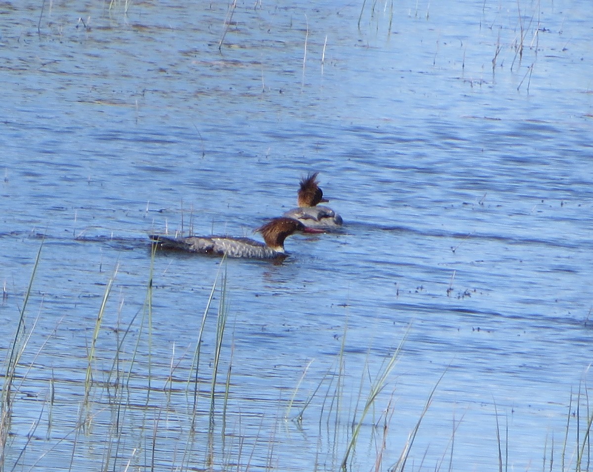 Common Merganser - ML618305748