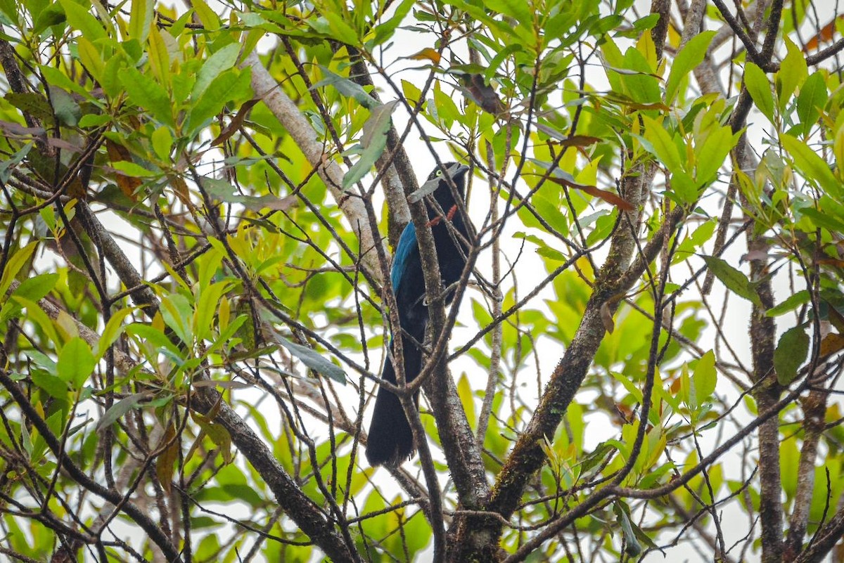 Bushy-crested Jay - Gerson Ulloa