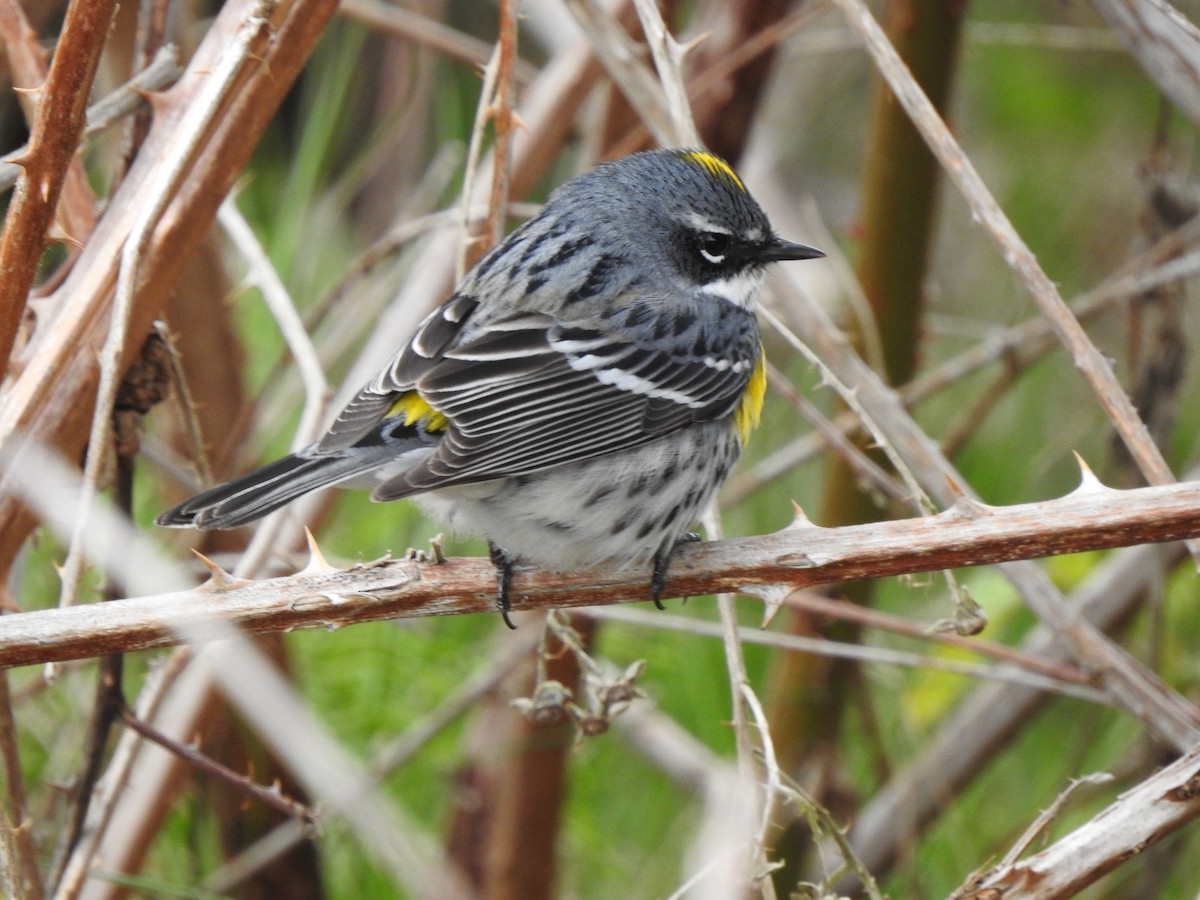 Yellow-rumped Warbler (Myrtle) - Cathy Carlson