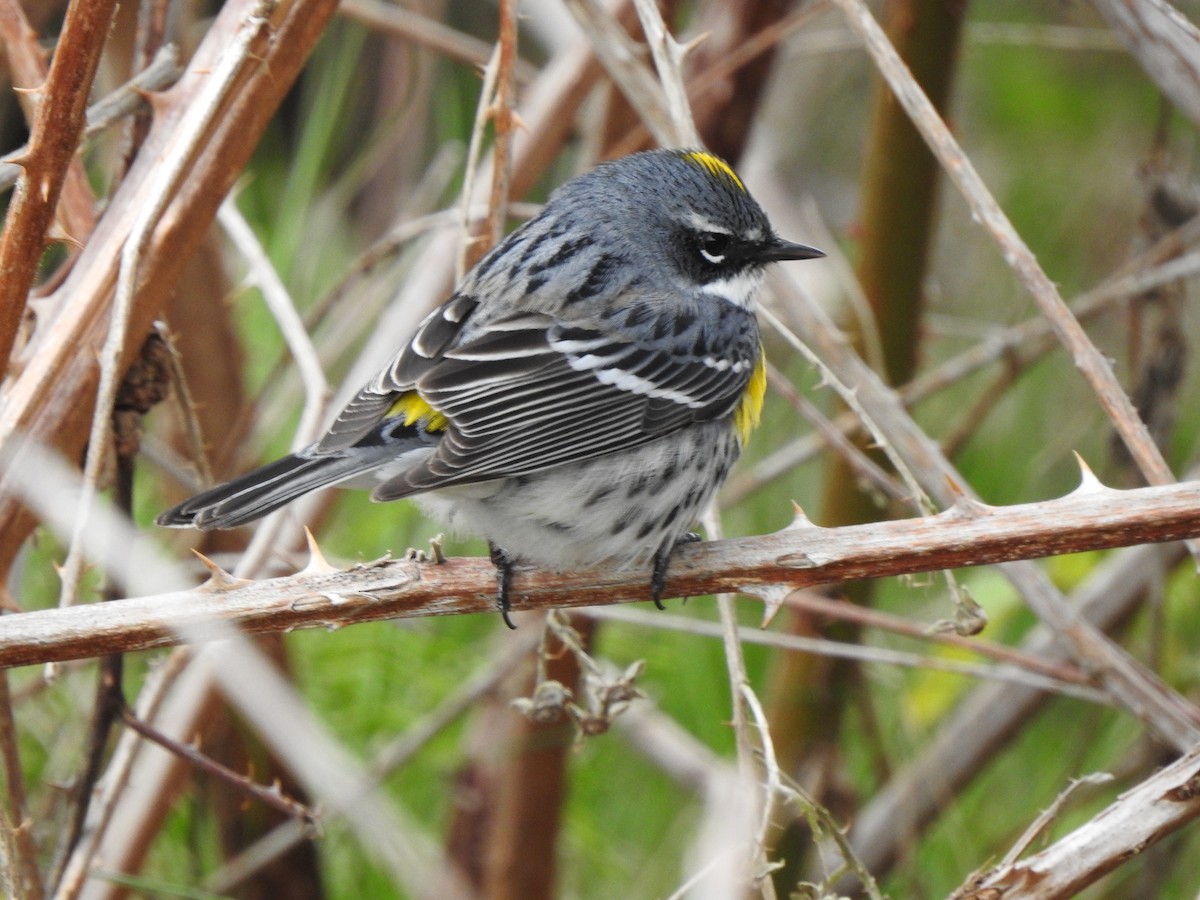 Yellow-rumped Warbler (Myrtle) - ML618305765