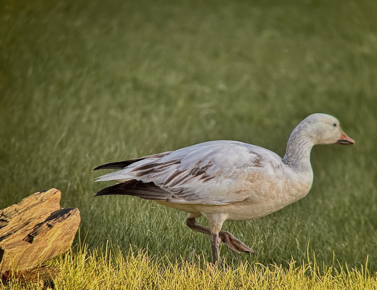 Snow Goose - Detlef Buettner