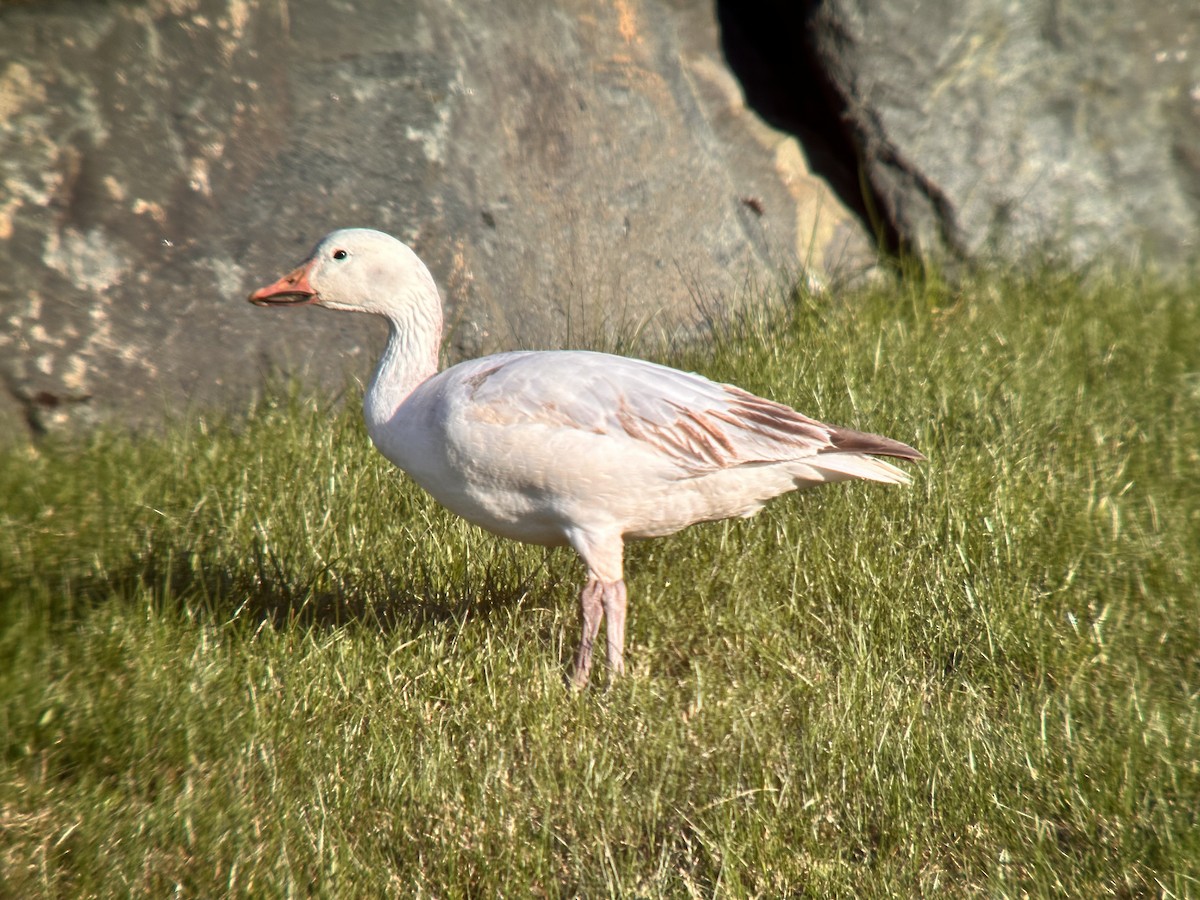 Snow Goose - ML618305769