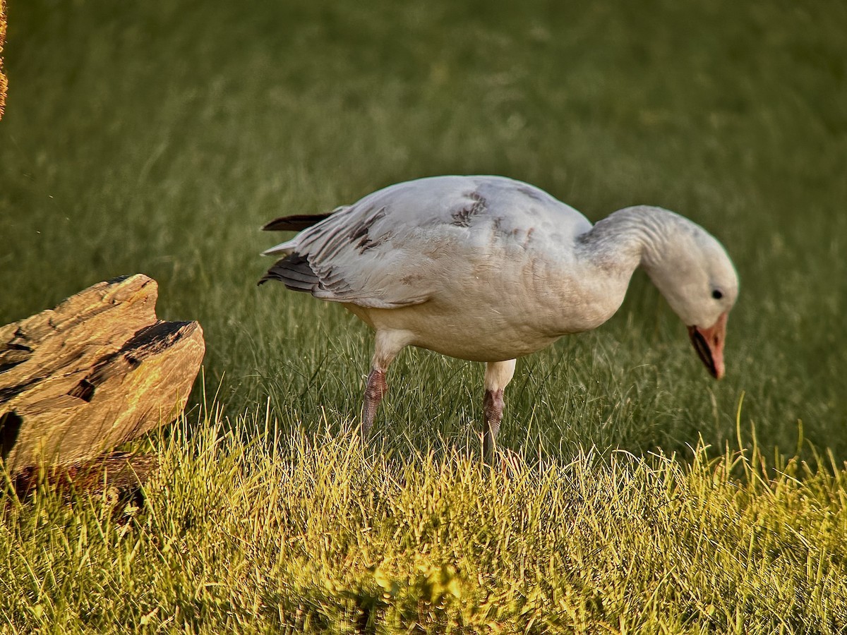 Snow Goose - ML618305770