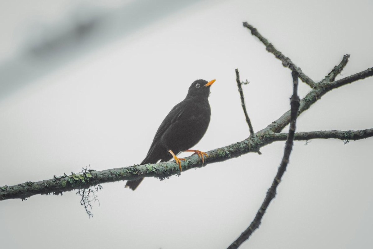 Black Thrush - ML618305780