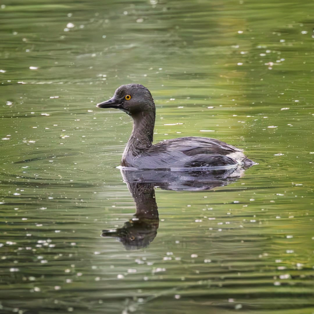 Least Grebe - ML618305784