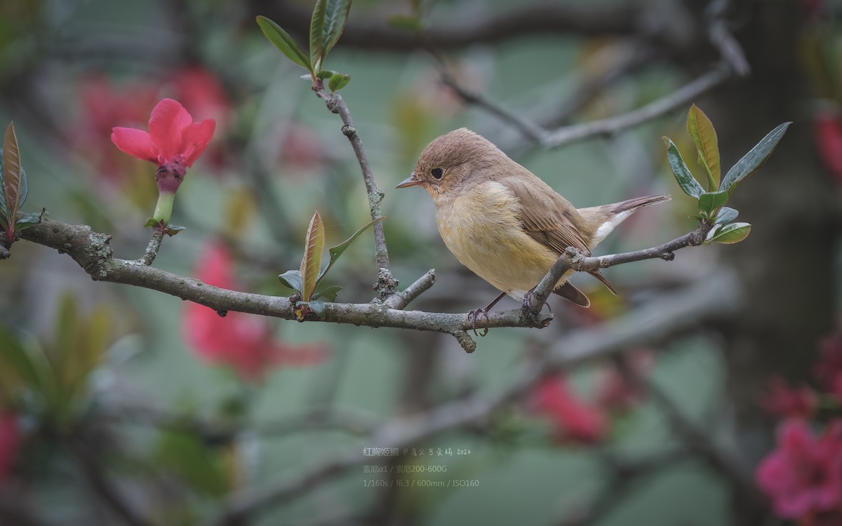 Red-breasted Flycatcher - 雀实可爱 鸦