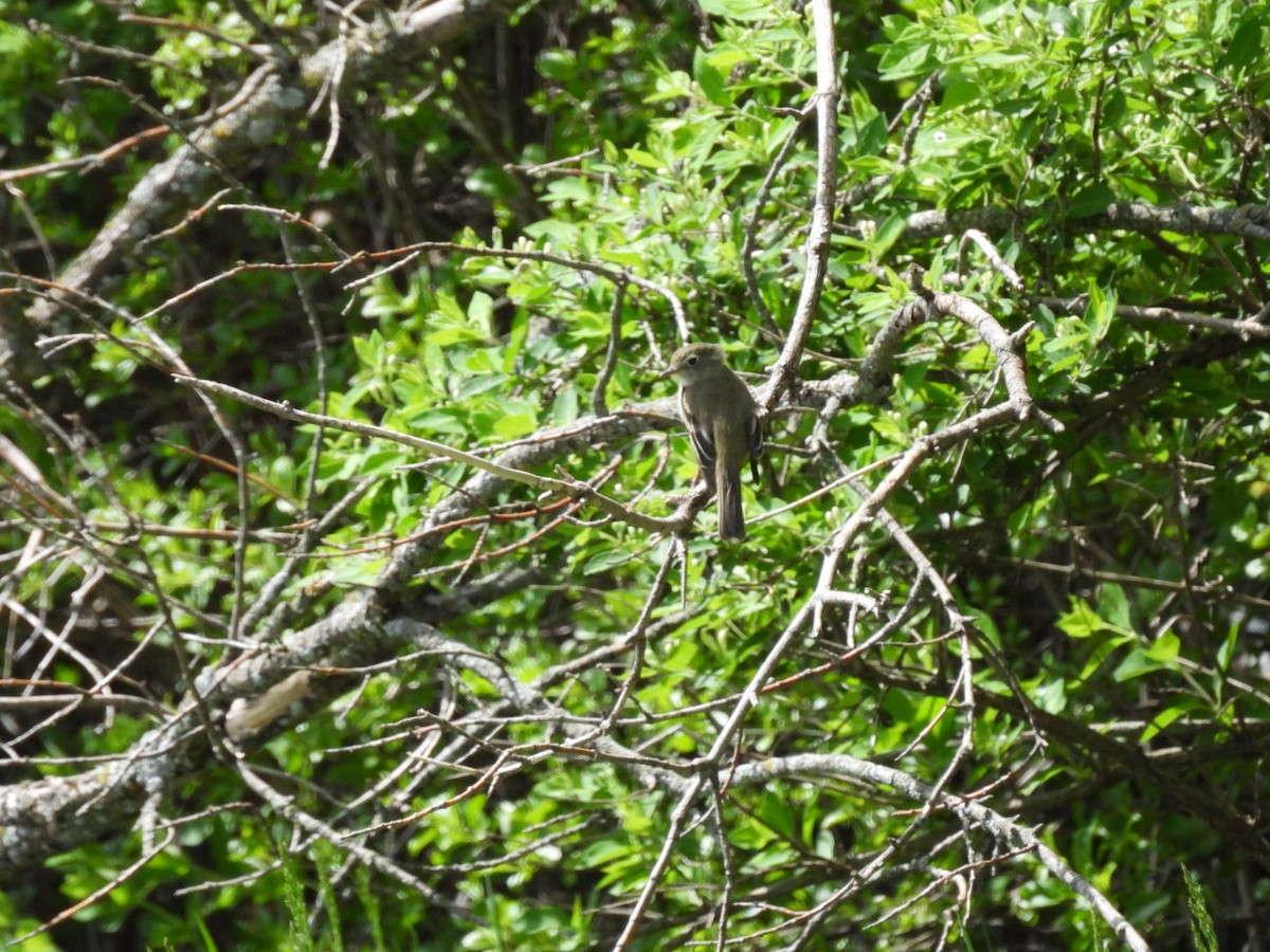 Least Flycatcher - Peggy Gierhart