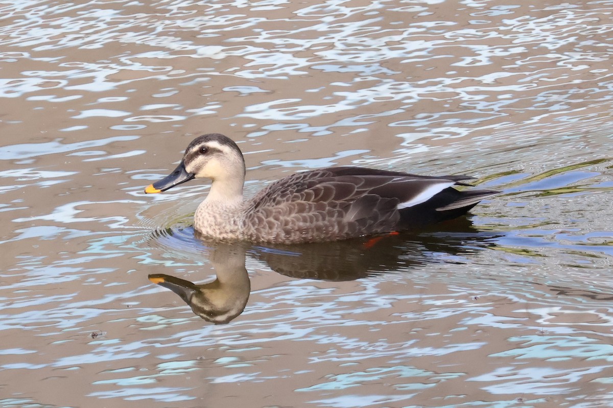 Eastern Spot-billed Duck - ML618305844