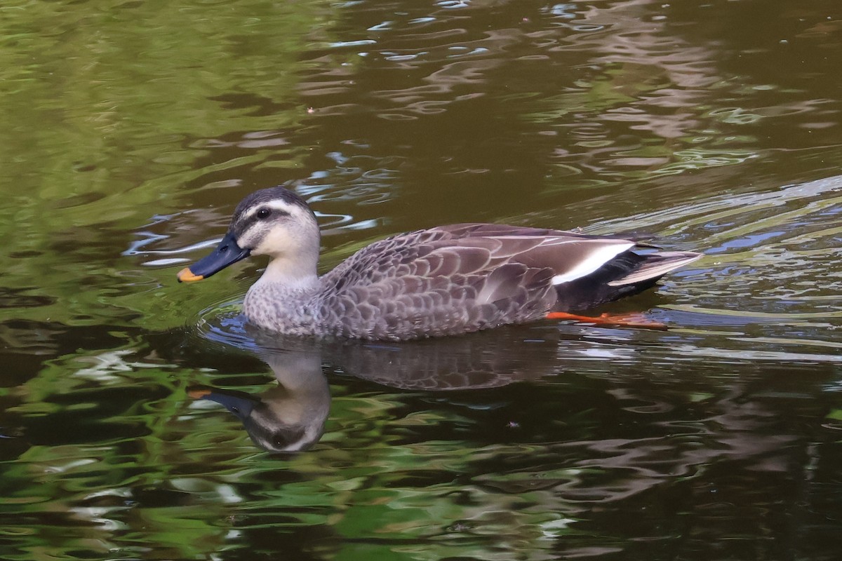 Eastern Spot-billed Duck - ML618305848