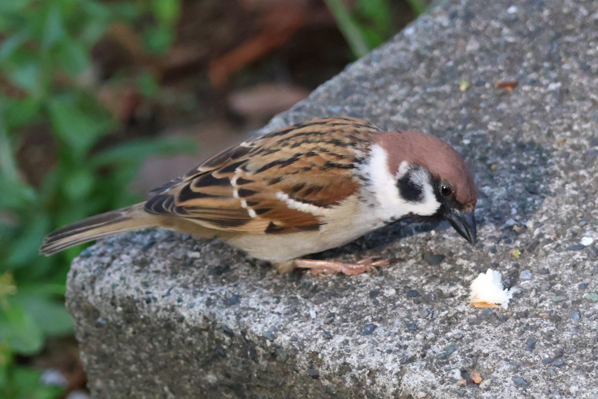 Eurasian Tree Sparrow - ML618305855