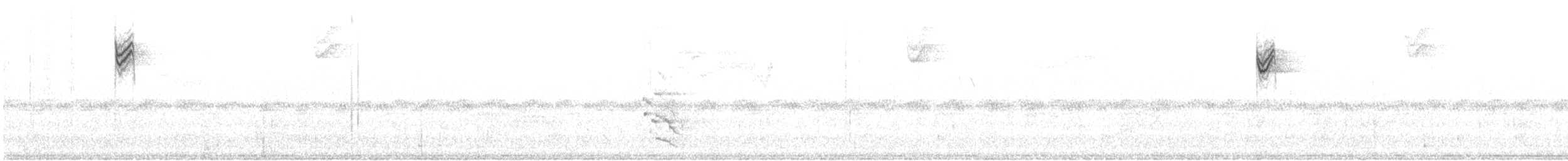 revespurv (megarhyncha gr.) (tykknebbrevespurv) - ML618305904