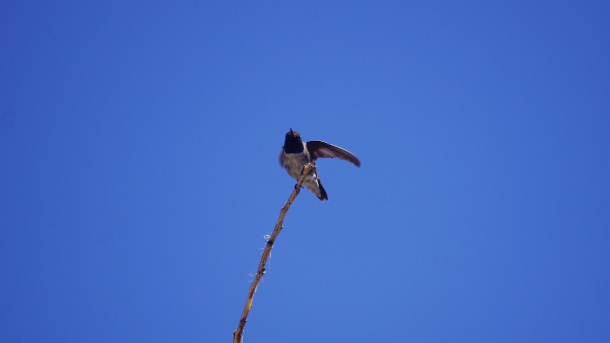 Black-chinned Hummingbird - Bryan White