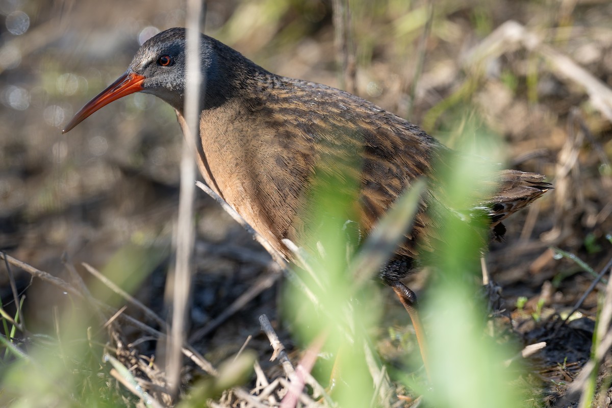 Virginia Rail - Ali Kasperzak