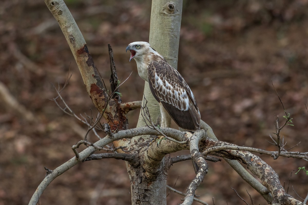 Aigle huppé - ML618305930