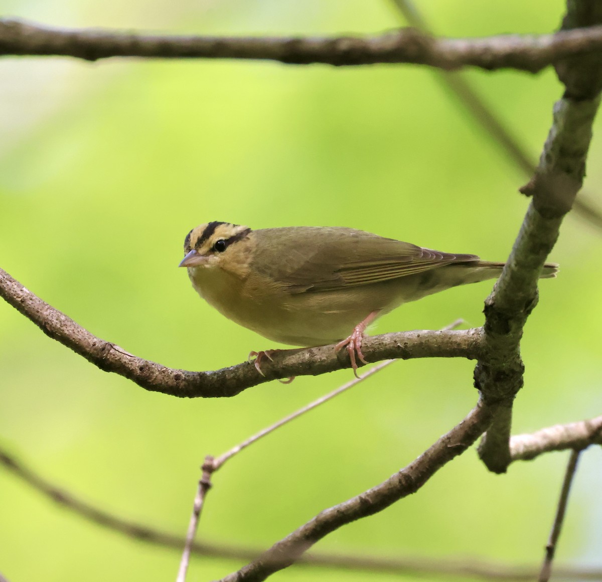 Worm-eating Warbler - Cheryl Rosenfeld