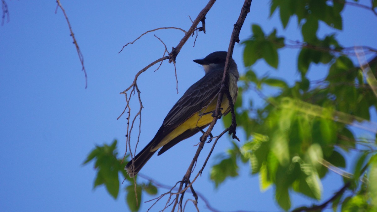 Cassin's Kingbird - Bryan White