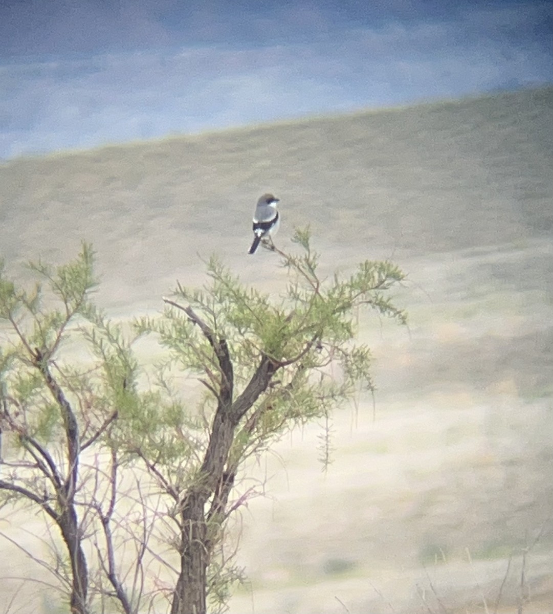 Loggerhead Shrike - ML618305946