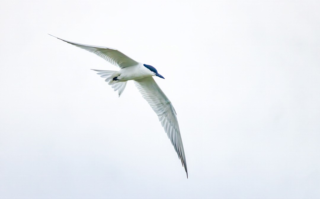 Gull-billed Tern - ML618305952