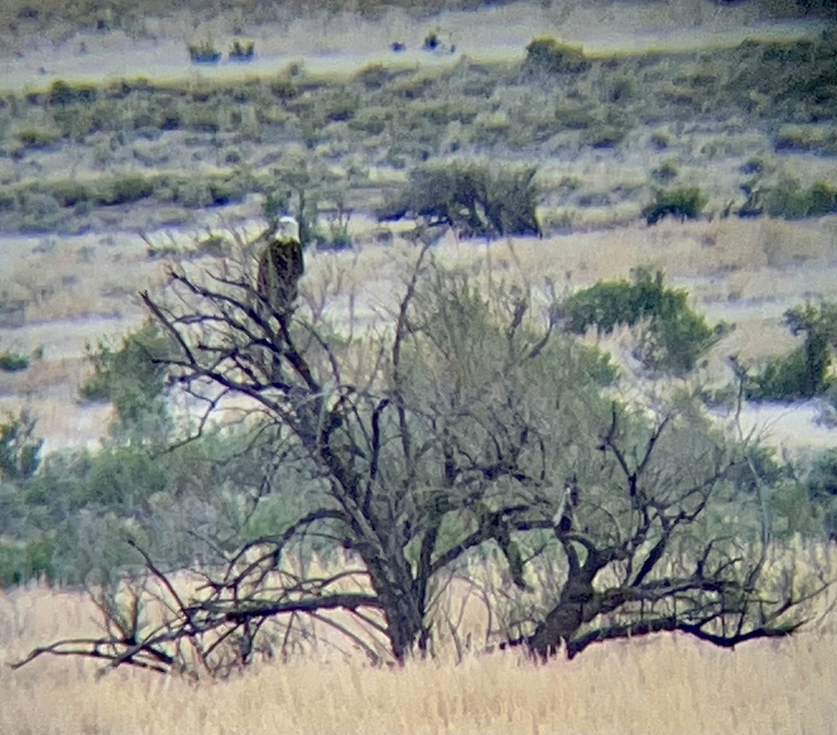 Bald Eagle - ML618305954