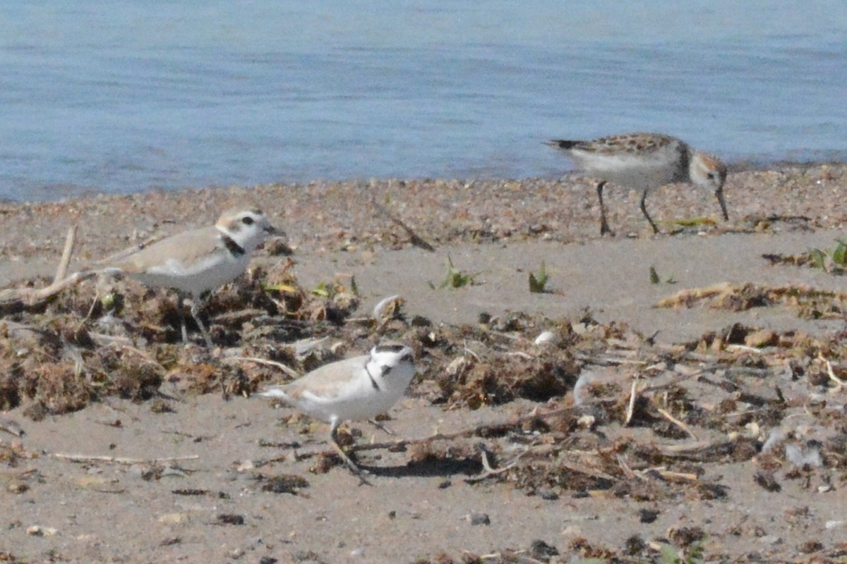 Western Sandpiper - Cathy Pasterczyk