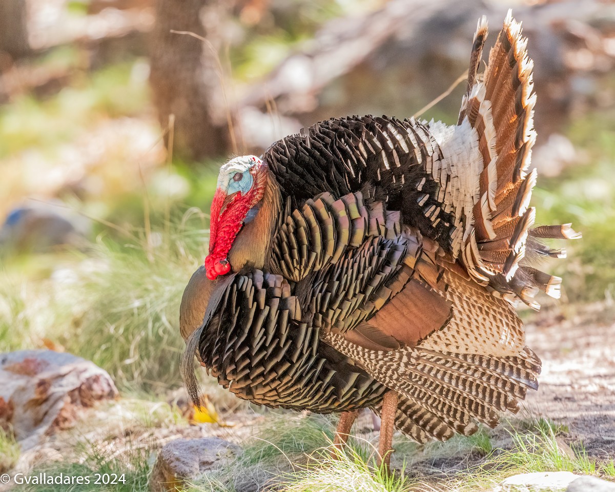 Wild Turkey - George Valladares