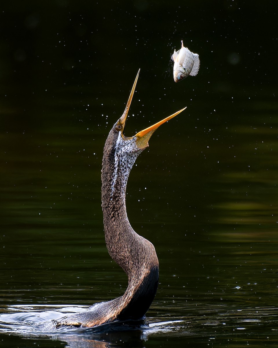 Oriental Darter - ML618305992