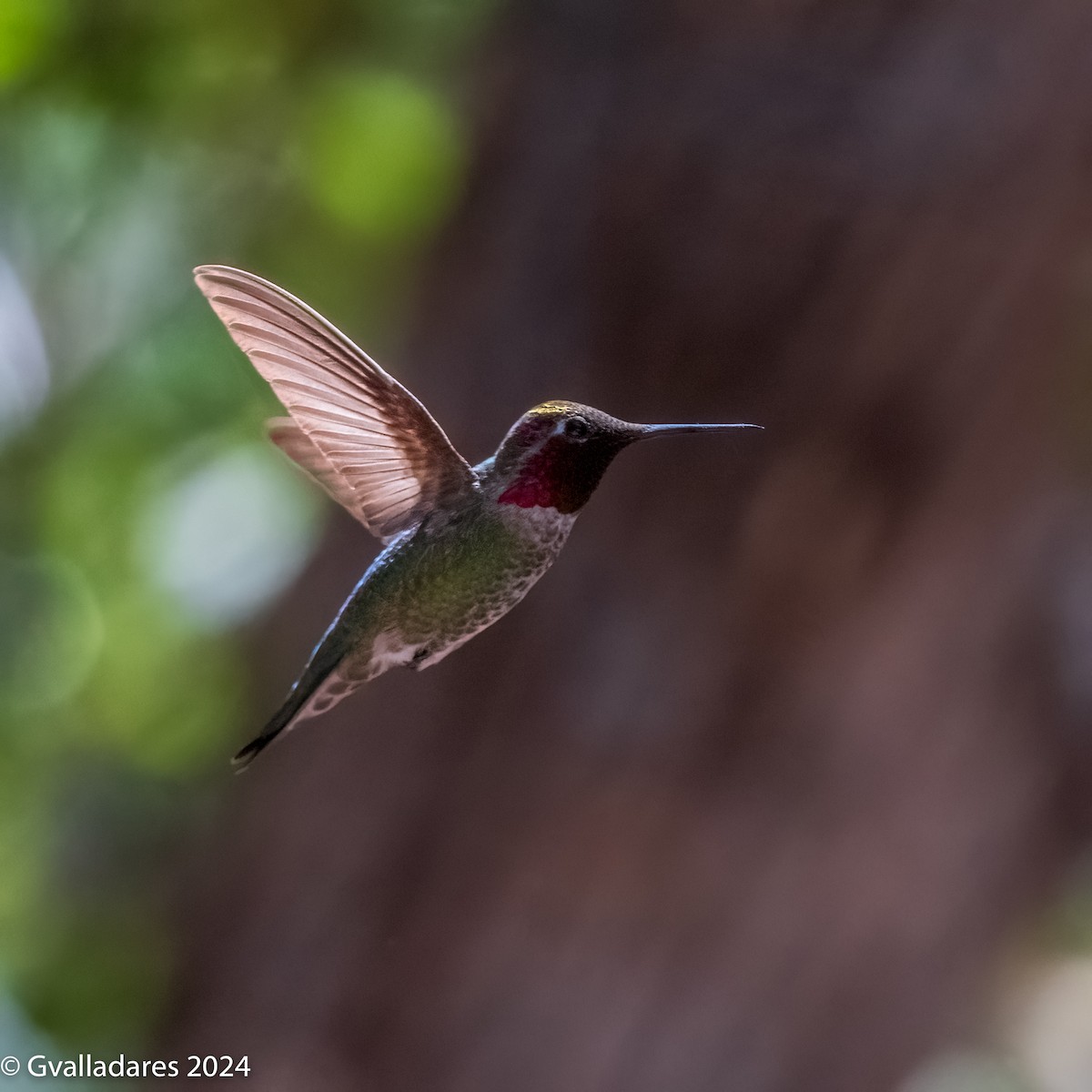 Anna's Hummingbird - George Valladares