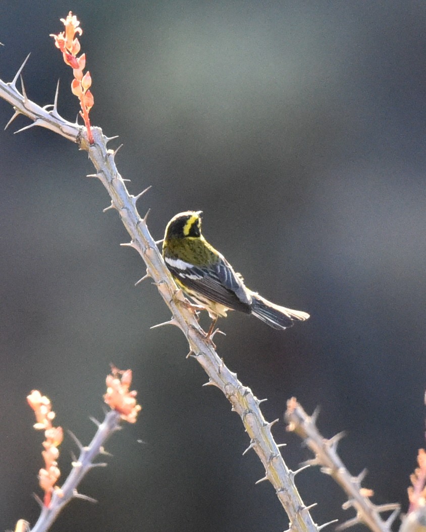 Townsend's Warbler - ML618306069