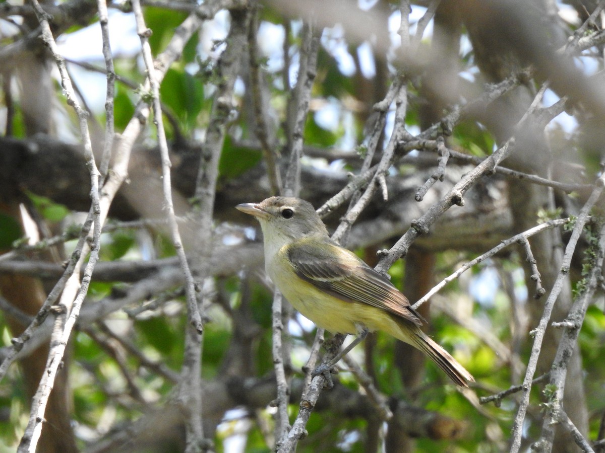 Bell's Vireo - ML618306070