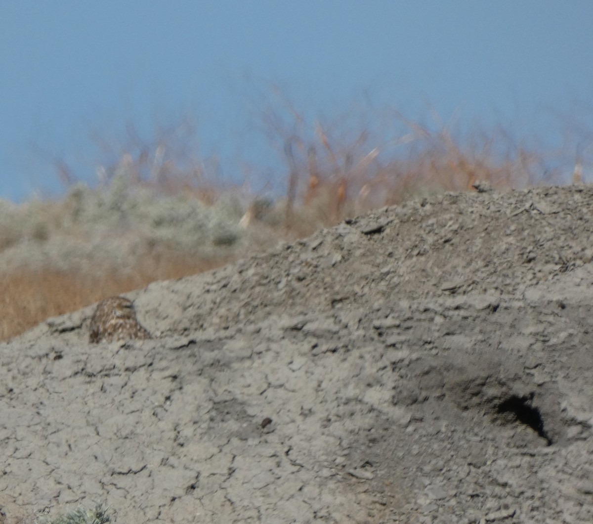 Burrowing Owl - Molly Taylor