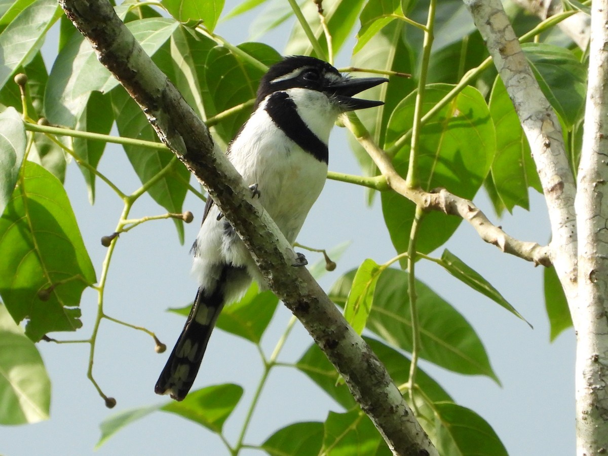 Pied Puffbird - Mary Leigh