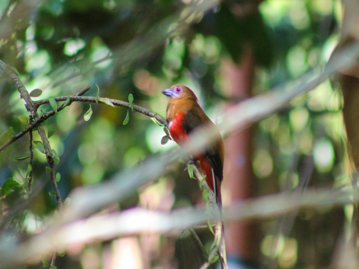 Red-headed Trogon - Gerard Chartier