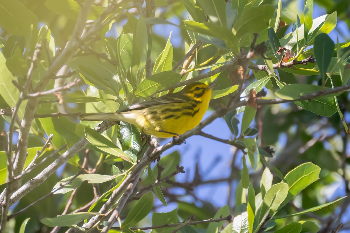 Prairie Warbler - ML618306142