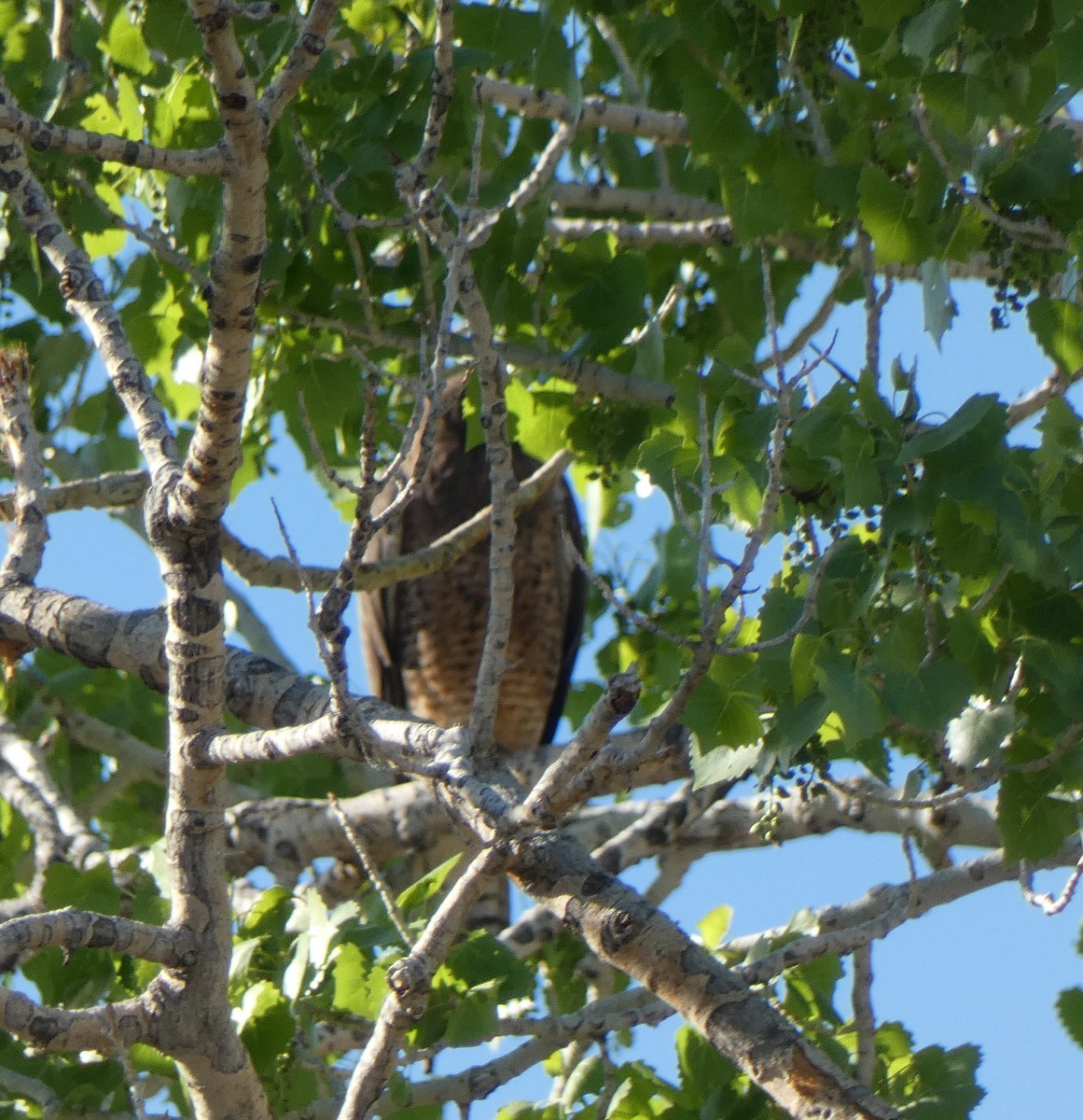 Swainson's Hawk - ML618306159