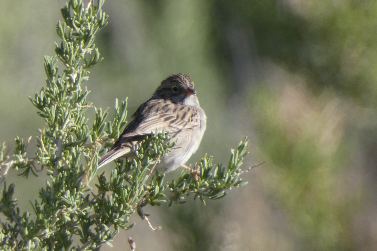 Brewer's Sparrow - ML618306187